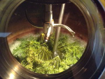 Dill Aquavit
